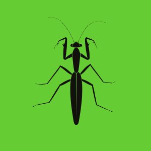 1NC1N – Praying Mantis (BO)